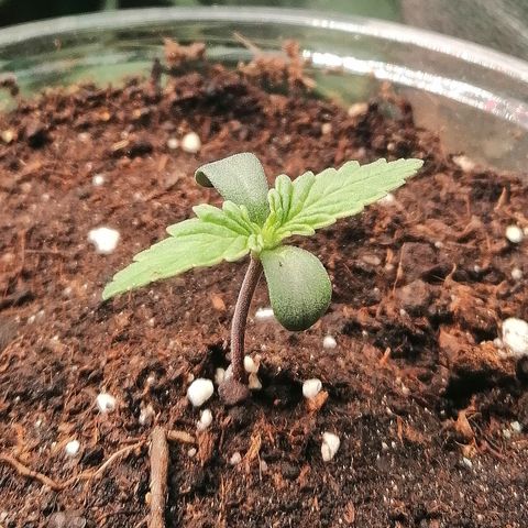 Sagata growlog timeline photo