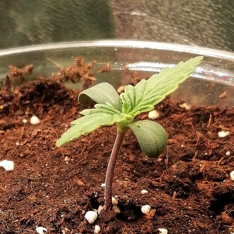 Sagata growlog timeline photo
