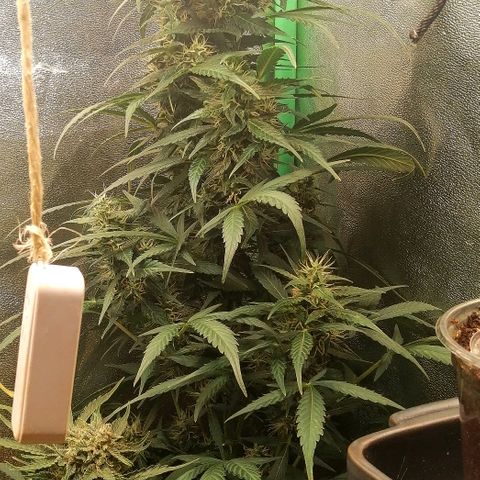 Ute growlog timeline photo