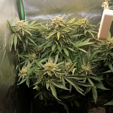 Cinderella growlog timeline photo