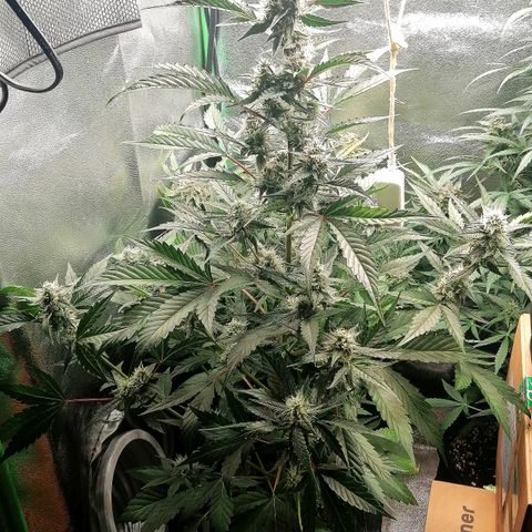 Anna growlog timeline photo