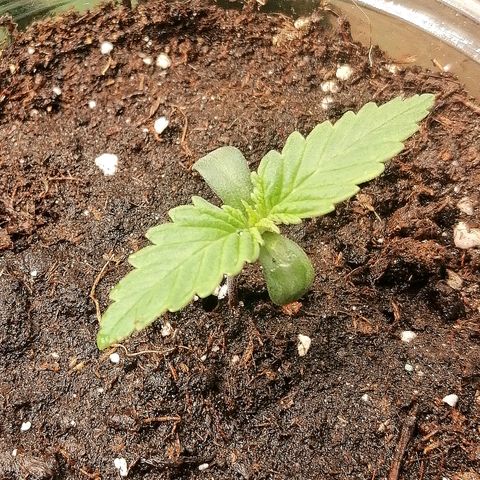 Sagata growlog timeline photo