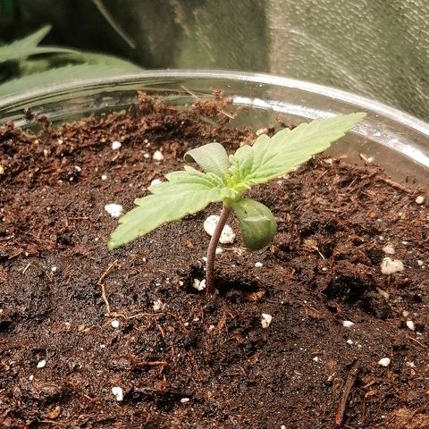 Sagata growlog timeline photo