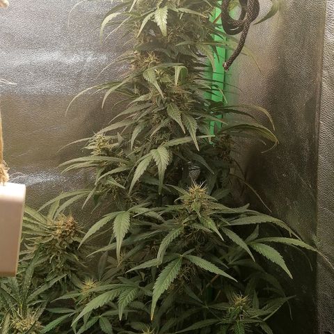 Ute growlog timeline photo