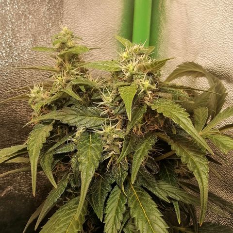 Ute growlog timeline photo