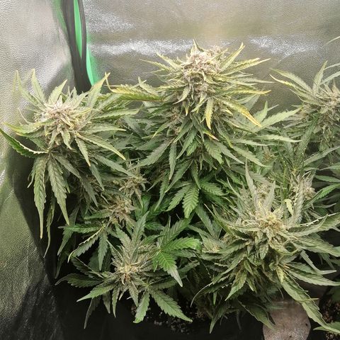 Cinderella growlog timeline photo