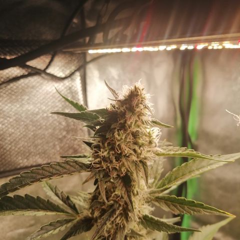 Anna growlog timeline photo