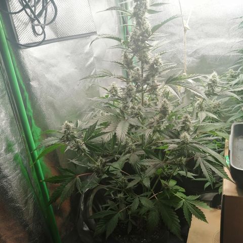 Anna growlog timeline photo