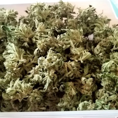 Ida growlog timeline photo