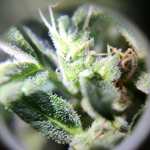 Waltraud growlog timeline photo