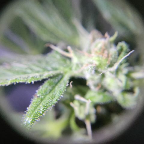 Waltraud growlog timeline photo