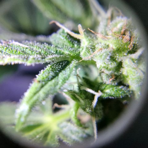 Waltraud growlog timeline photo