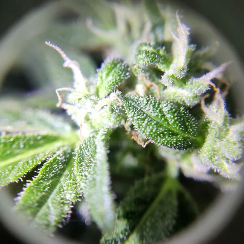 Waltraud growlog timeline photo