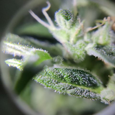 Waltraud growlog timeline photo
