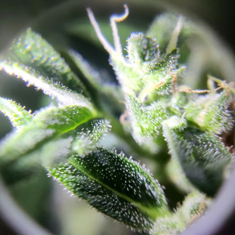 Waltraud growlog timeline photo