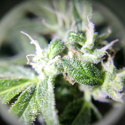 Waltraud growlog timeline photo