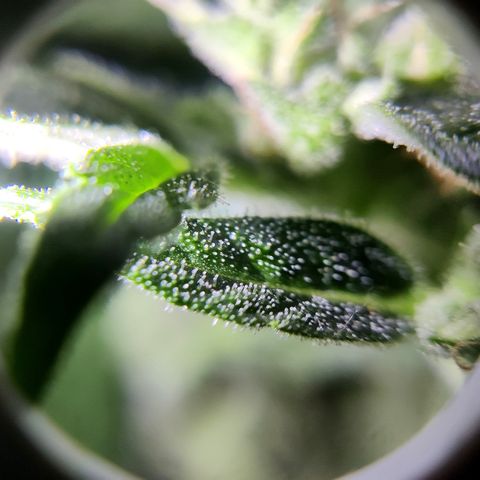 Waltraud growlog timeline photo