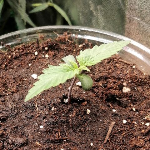 Sagata growlog timeline photo