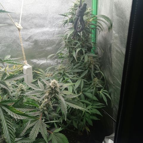 Ute growlog timeline photo