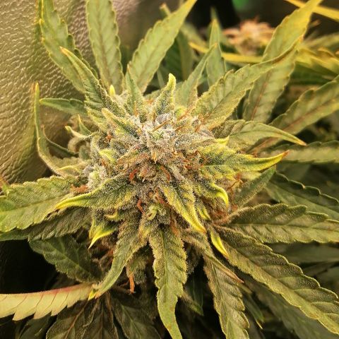 Cinderella growlog timeline photo