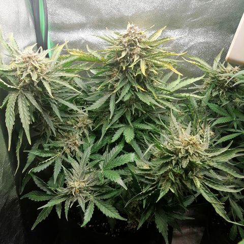 Cinderella growlog timeline photo