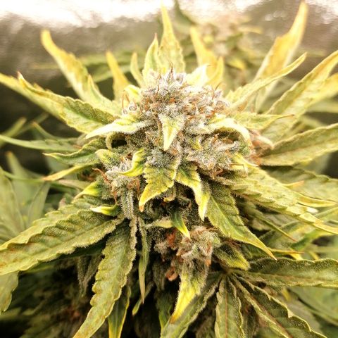 Cinderella growlog timeline photo