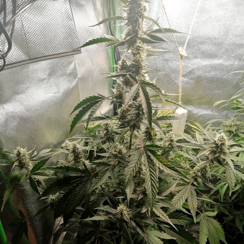 Anna growlog timeline photo