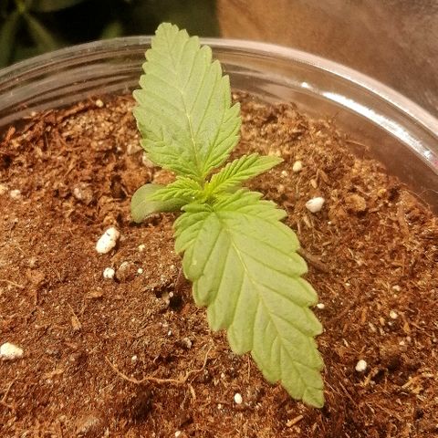 Sagata growlog timeline photo