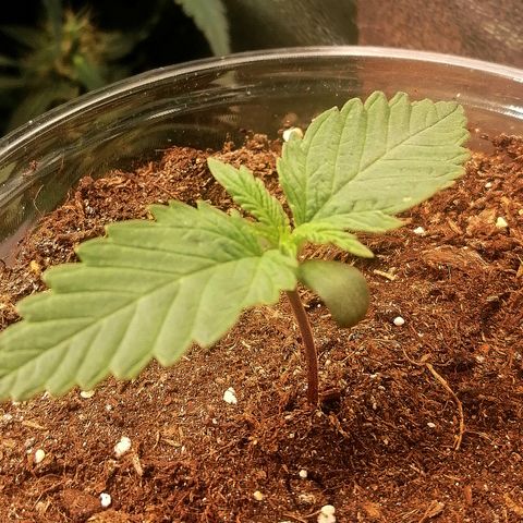 Sagata growlog timeline photo