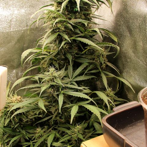 Ute growlog timeline photo