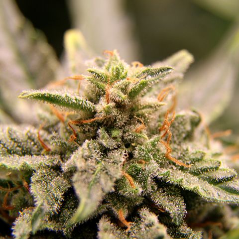 Cinderella growlog timeline photo
