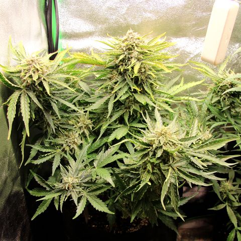 Cinderella growlog timeline photo