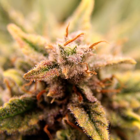 Cinderella growlog timeline photo