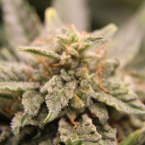 Cinderella growlog timeline photo