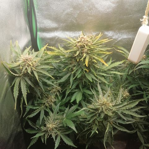 Cinderella growlog timeline photo