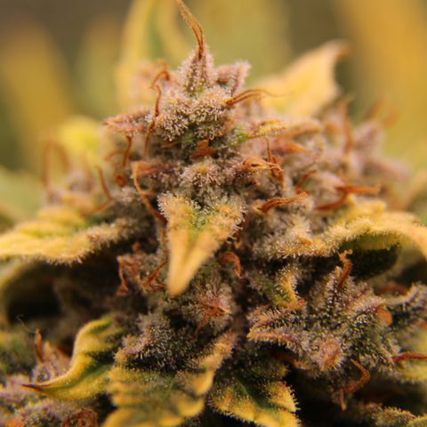 Cinderella growlog timeline photo