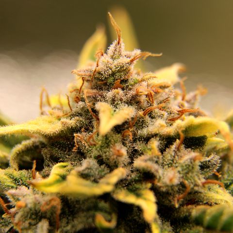 Cinderella growlog timeline photo