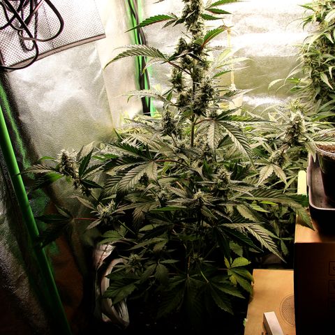 Anna growlog timeline photo