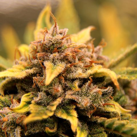 Cinderella growlog timeline photo