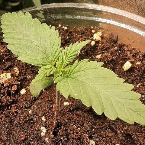 Sagata growlog timeline photo