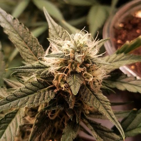 Anna growlog timeline photo