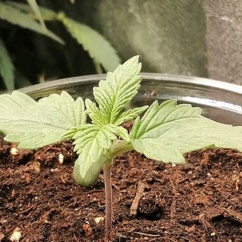 Sagata growlog timeline photo