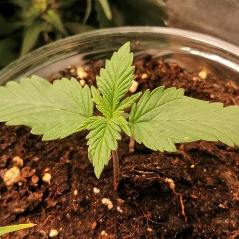 Sagata growlog timeline photo