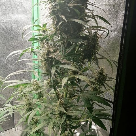 Ute growlog timeline photo