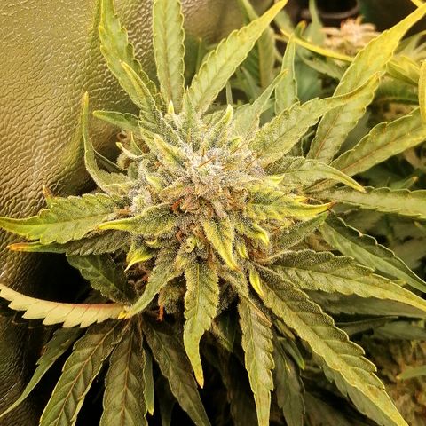 Cinderella growlog timeline photo