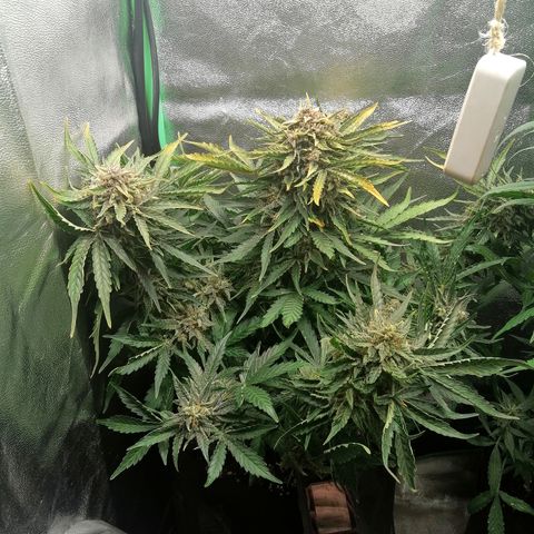 Cinderella growlog timeline photo