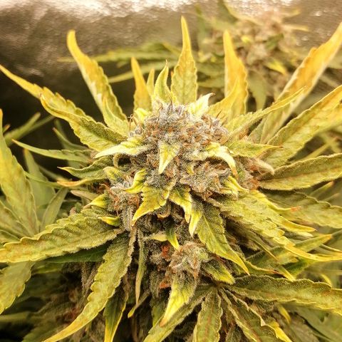 Cinderella growlog timeline photo