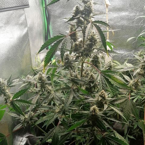 Anna growlog timeline photo