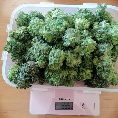 Cinderella growlog timeline photo