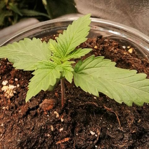 Sagata growlog timeline photo